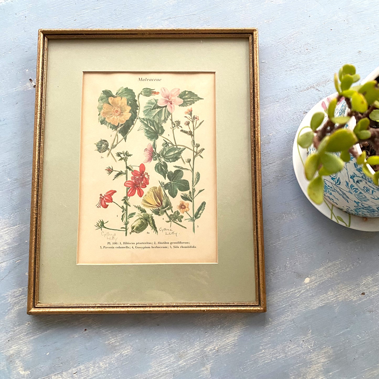 Botanical prints