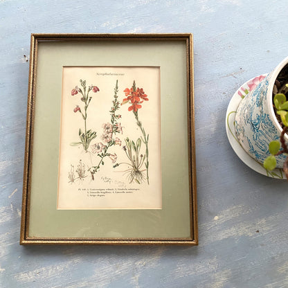 Botanical prints